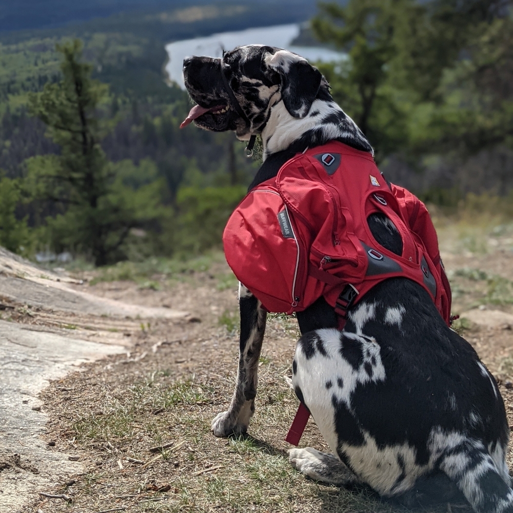 Ruffwear Palisades Dog Pack X-Large